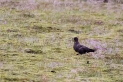 Labbe parasite Þakgil