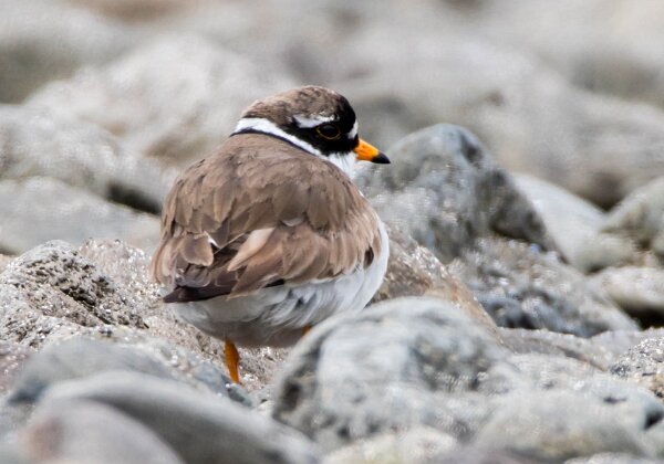 Charadriidés (Pluviers)