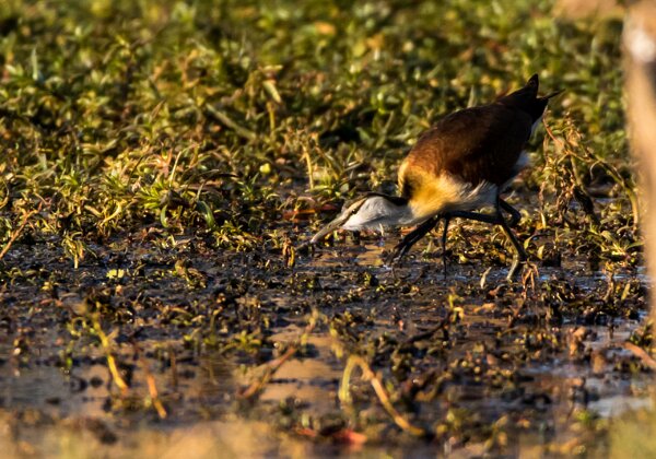 Jacanidés (Jacanas)
