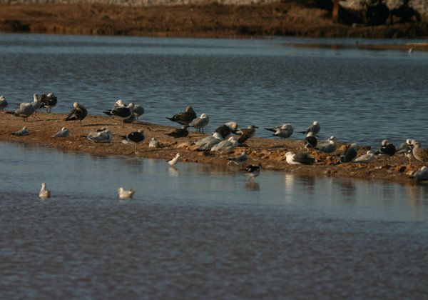 Laridés (Goélands et mouettes)