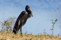 African Openbill (Bec-ouvert Africain) Kwaï