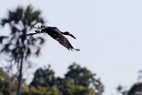 African Openbill (Bec-ouvert Africain) Chief Island