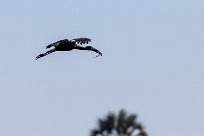 African Openbill (Bec-ouvert Africain) Chief Island