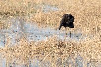 African Openbill (Bec-ouvert Africain) Chief Island