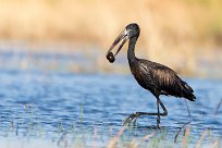 African Openbill (Bec-ouvert Africain) Chief Island