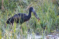 African Openbill (Bec-ouvert africain) African Openbill (Bec-ouvert africain)