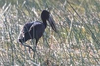 African openbill (Bec-ouvert africain) African openbill (Bec-ouvert africain)