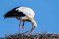 Cigogne blanche Cigogne blanche