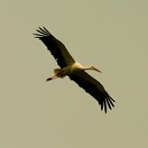 cigogne_blanche_04-2 null