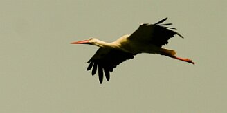 cigogne_blanche_05-2 null