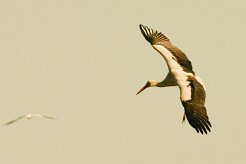 cigogne_blanche_10-2 null
