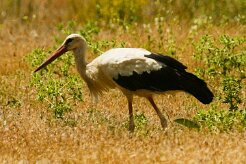 cigogne_blanche_24-2 null