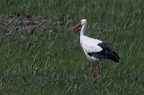 cigogne_blanche_25