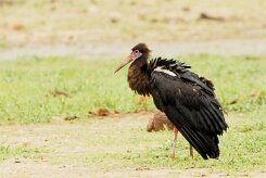 Abdim's Stork (Cigogne d'Abdim)_737A4699 null