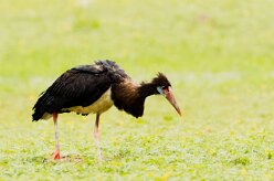 Abdim's Stork (Cigogne d'Abdim)_737A4719-2 null