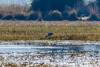 Yellow-billed Stork (Tantale ibis) Yellow-billed Stork (Tantale ibis)