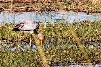 Yellow-billed Stork (Tantale ibis) Yellow-billed Stork (Tantale ibis)