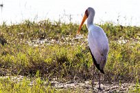 Yellow-billed Stork (Tantale ibis) Yellow-billed Stork (Tantale ibis)