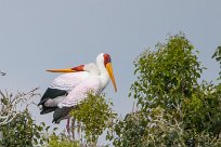 Yellow-billed stork (Tantale ibis) Chobe River