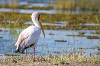 Yellow-billed stork (Tantale ibis) Chobe River