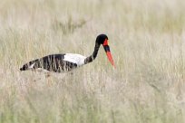 Saddle-billed Stork (Jabiru d'Afrique) Etosha