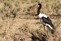 Saddle-billed Stork (Jabiru d'Afrique) Saddle-billed Stork (Jabiru d'Afrique)