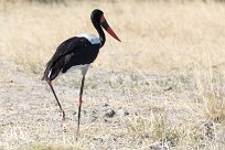 Saddle-billed Stork (Jabiru d'Afrique) Saddle-billed Stork (Jabiru d'Afrique)