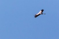 Marabou Stork (Marabout d'Afrique) Marabou Stork (Marabout d'Afrique)