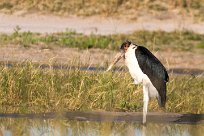 Marabou Stork (Marabout d'Afrique) Savuti_Marsh