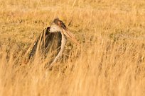 Marabou Stork (Marabout d'Afrique) Marabou Stork (Marabout d'Afrique)