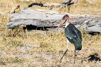 Marabou Stork (Marabout d'Afrique) Marabou Stork (Marabout d'Afrique)