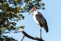 Marabou Stork (Marabout d'Afrique) Marabou Stork (Marabout d'Afrique)