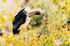 Marabou Stork (Marabout d'Afrique)_x737A5720-2 null