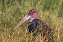 Marabou stork (marabout d'Afrique) Makgadikgadi