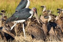 Marabou stork (marabout d'Afrique) Kwaï