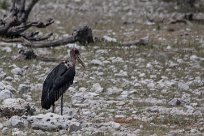 Marabou stork Etosha