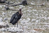 Marabou stork Etosha