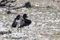 Marabou Stork (Marabout d'Afrique) Marabou Stork (Marabout d'Afrique)