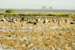 cigognes_ibis_heron_aigrette_01-2 null