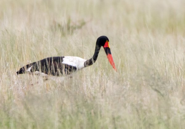 Jabiru d'Afrique