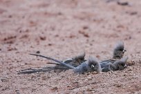 White backed mousebird (Coliou à dos blanc) Sesriem