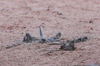 White backed mousebird (Coliou à dos blanc) Sossusvlei