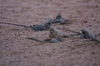 White backed mousebird (Coliou à dos blanc) Sossusvlei