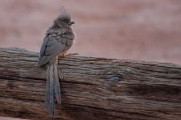 White backed mousebird (Coliou à dos blanc) Sossusvlei