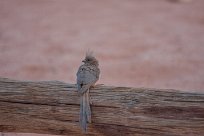 White backed mousebird (Coliou à dos blanc) Sossusvlei