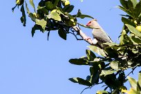 Red-faced Mousebird (Coliou quiriva) Chief Island