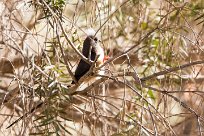 White-backed Mousebird ( Coliou à dos blanc) Fish River Canyon