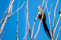 White-backed Mousebird (Coliou à dos blanc) Aus