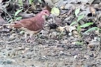 Paloma perdiz común (Colombe rouviolette) Golfo Dulce - Costa Rica