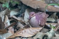 Paloma perdiz común (Colombe rouviolette) Tarcoles - Costa Rica